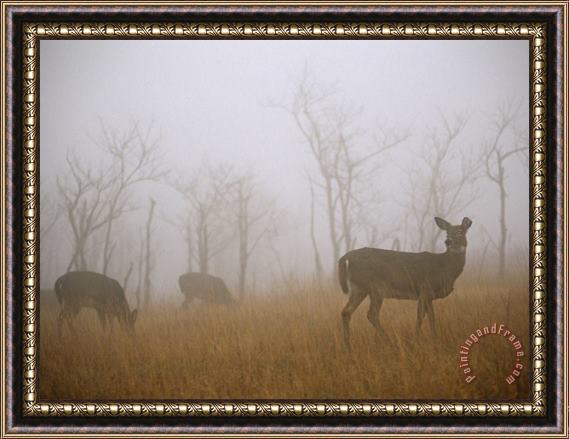 Raymond Gehman A Group of White Tailed Deer Does Eating in Morning Fog Framed Print