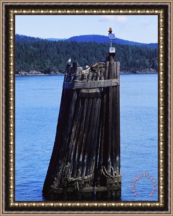 Raymond Gehman A Gull Sits Atop a Piling with a Navigational Light Framed Painting