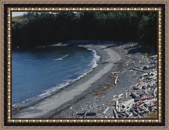 Raymond Gehman A Gull Soars Over a Driftwood Covered Shoreline Framed Print