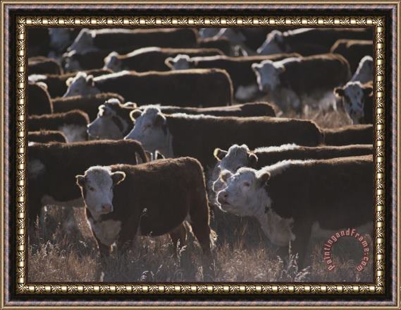 Raymond Gehman A Herd of Cattle on The Wyoming Range Framed Painting