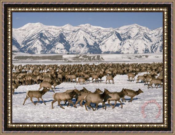 Raymond Gehman A Herd of Elk Moving Through The Snow Covered Rangeland of The National Elk Refuge Framed Painting