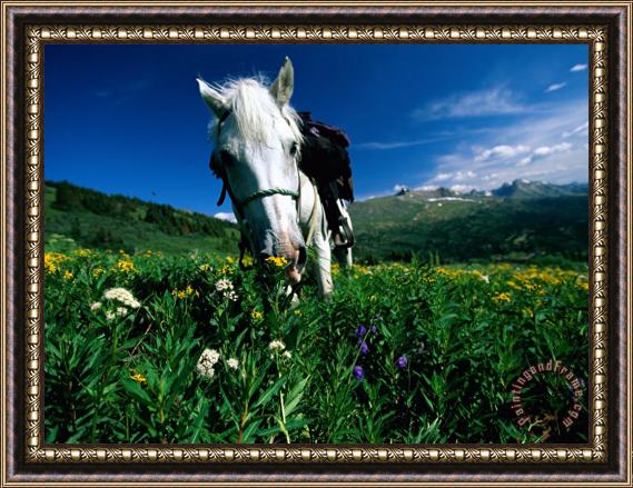 Raymond Gehman A Horse Sniffs at a Patch of Wildflowers Framed Painting
