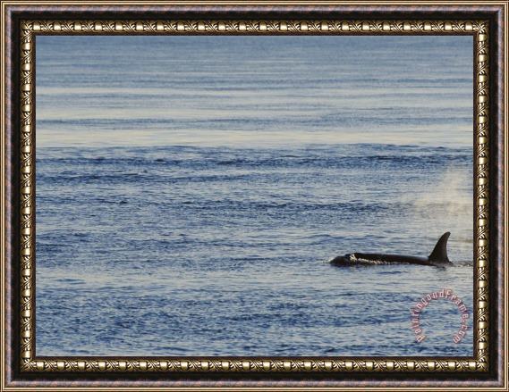 Raymond Gehman A Killer Whale Orcinus Orca Swims Through Placid Water Framed Painting