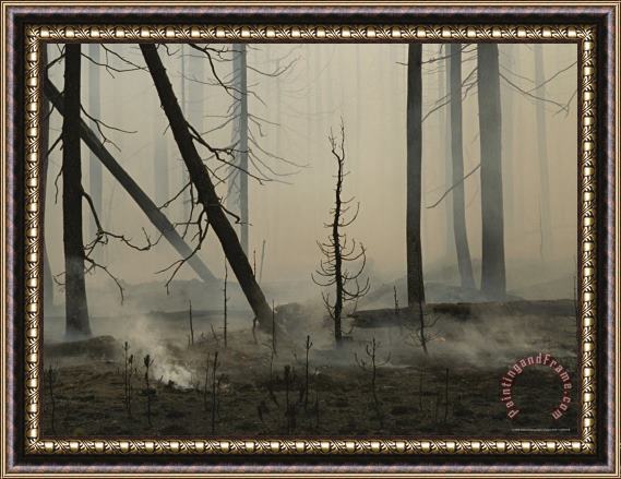 Raymond Gehman A Lodgepole Pine Forest Smoulders Following a Fire Framed Painting