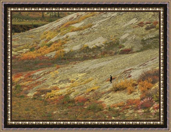 Raymond Gehman A Lone Person Walks Down a Lichen Covered Hill Framed Painting