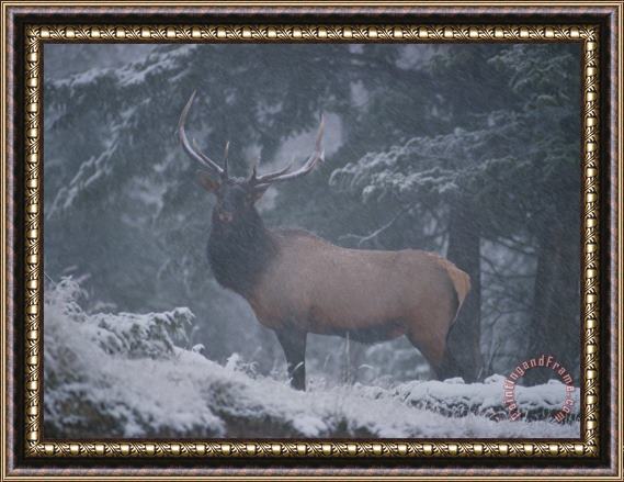 Raymond Gehman A Magnificent Bull Elk Stands Amidst The Snow Framed Painting