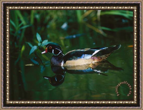 Raymond Gehman A Male Wood Duck Makes Its Home in The Wildlife Park at Brookgreen Gardens in South Carolina Framed Print