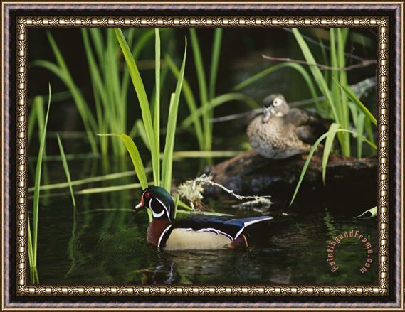 Raymond Gehman A Male Wood Duck Swims Past Its Mate Perched on a Log Framed Print