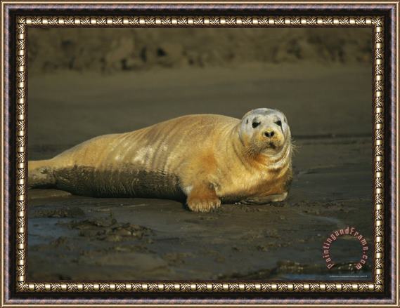 Raymond Gehman A Molting Bearded Seal Lolls on The Beach Framed Print