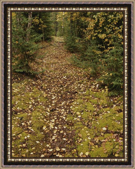 Raymond Gehman A Moss Covered Path in a Pine Forest in Grass River Provincial Park Framed Print