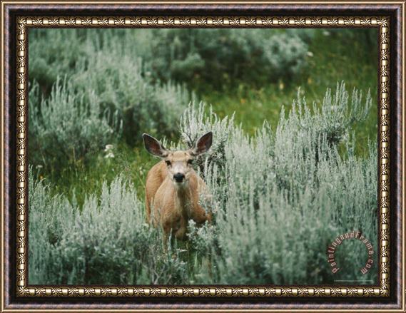 Raymond Gehman A Mule Deer Stops for a Portrait in Bighorn Canyon Framed Print