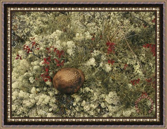 Raymond Gehman A Mushroom Grows Among a Cranberry Bush And Lichens Framed Print