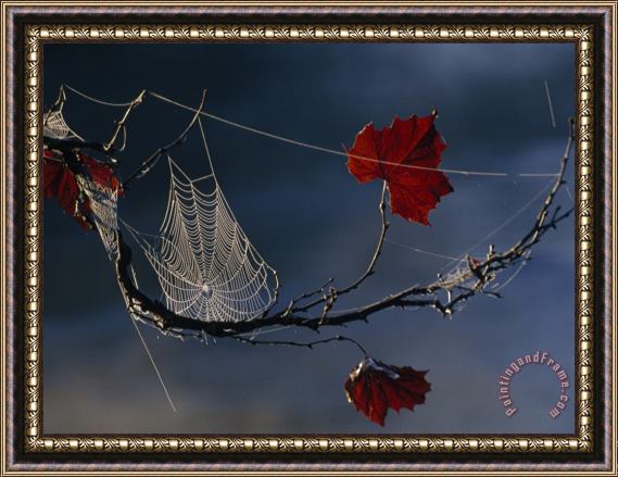 Raymond Gehman A Orb Weaving Spider S Web on a Sycamore Tree Branch Framed Print