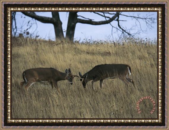 Raymond Gehman A Pair of White Tailed Deer Bucks Butting Heads Framed Print