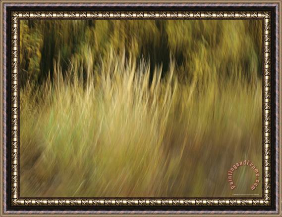 Raymond Gehman A Panned View of Sedges Framed Painting