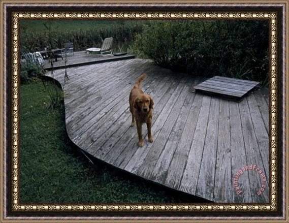Raymond Gehman A Pet Dog Standing on a Deck Framed Painting
