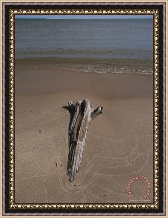 Raymond Gehman A Piece of Driftwood Sits on a Beach Framed Painting