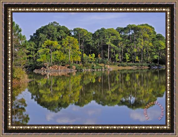 Raymond Gehman A Pine Forest Juts Out on Rocky Point at Morikami Lake Framed Painting