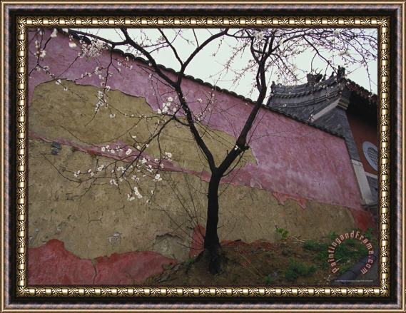 Raymond Gehman A Plum Tree Near The Miao Fengshan Buddhist Temple in Beijing Framed Print
