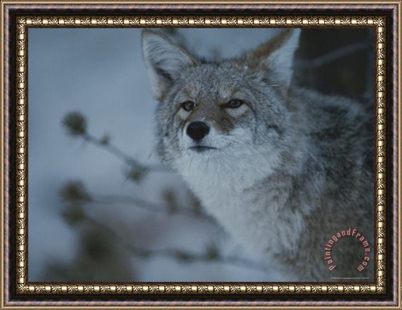 Raymond Gehman A Portrait of a Coyote in Yellowstone National Park Wyoming Framed Painting