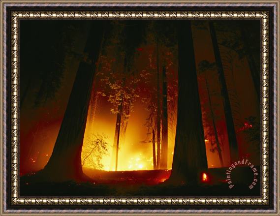 Raymond Gehman A Prescribed Fire Illuminates The Giant Sequoia Trees Framed Print