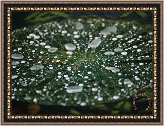 Raymond Gehman A Raindrop Covered Water Lily Floats Amongst Fallen Autumn Leaves in Hematite Lake Framed Painting