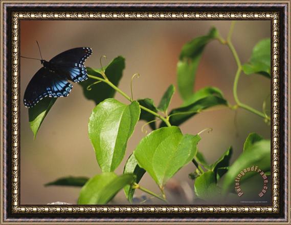 Raymond Gehman A Red Spotted Purple Butterfly Perched on a Twig Framed Print