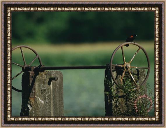 Raymond Gehman A Red Winged Blackbird Perched on The Wheel of a Water Control Device Framed Painting