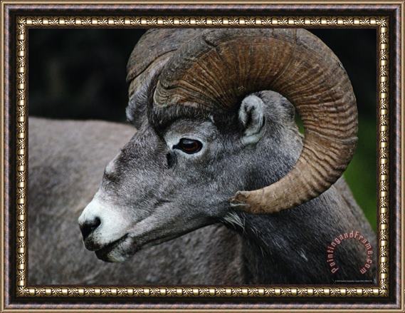 Raymond Gehman A Rocky Mountain Bighorn Ram Framed Painting