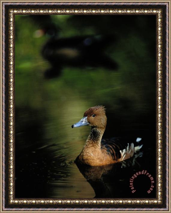 Raymond Gehman A Ruddy Duck Swims Through The Marsh Waters Framed Painting