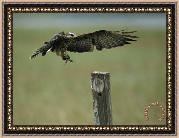 Raymond Gehman A Snail Kite Clutches an Apple Snail It Plucked From Lake Kissimmee Framed Painting