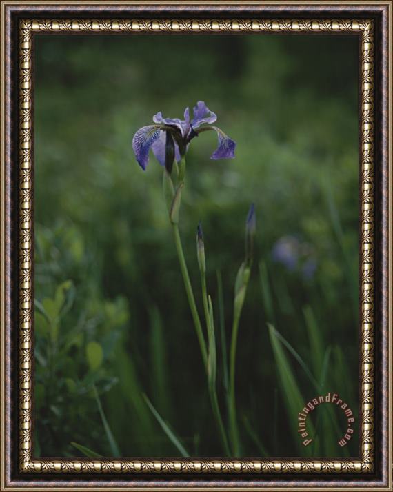 Raymond Gehman A Solitary Purple Iris Surrounded by Greenery Framed Print