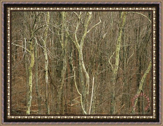 Raymond Gehman A Stand of Bare Trees Covered with Lichens Framed Print