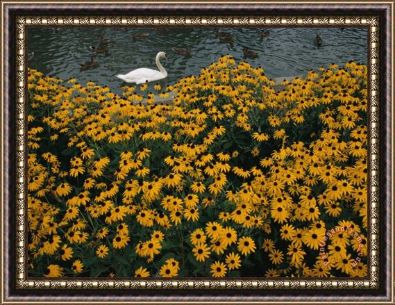 Raymond Gehman A Swan Swims Past a Beautiful Flower Bed Framed Painting