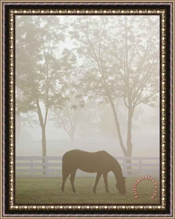 Raymond Gehman A Thoroughbred Gelding Crops The Bluegrass at The Kentucky Horse Park Framed Painting