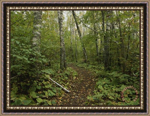 Raymond Gehman A Trail on One of The Apostle Islands Framed Painting