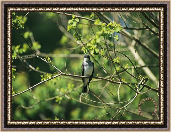 Raymond Gehman A Tree Swallow Perched on a Tree Branch with New Spring Foliage Framed Print