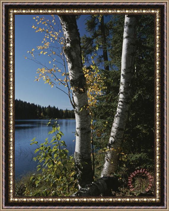 Raymond Gehman A View of a Lake Through Trees And Plants Framed Print