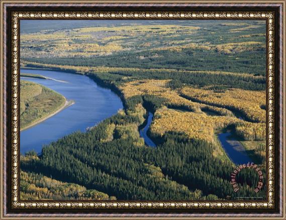 Raymond Gehman A View of Spruce Trees Along The Mackenzie River at Camsell Bend Framed Painting