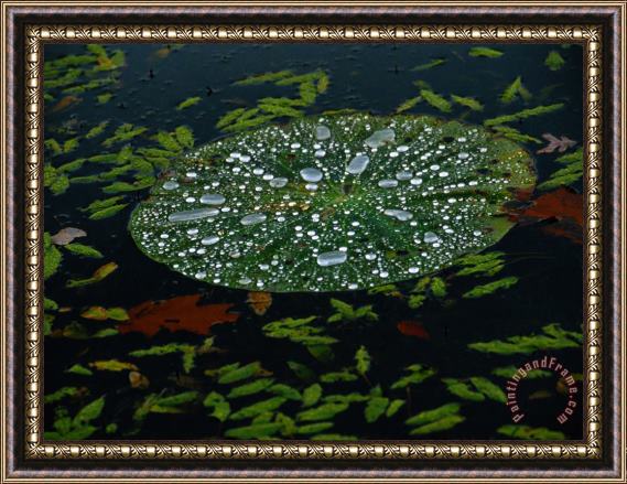 Raymond Gehman A Water Lily Pad Holds Rain Droplets Framed Painting