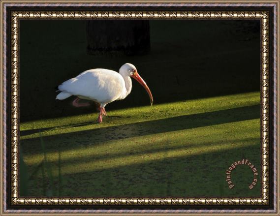 Raymond Gehman A White Ibis Hunts for Food in Shallow Duckweed Covered Water Framed Painting