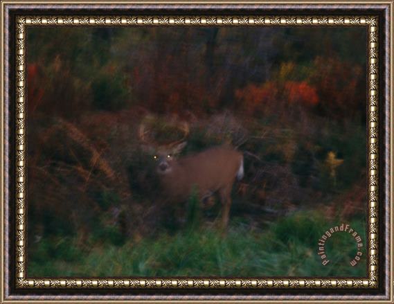 Raymond Gehman A White Tailed Deer at The Woods Edge at Dusk Framed Print