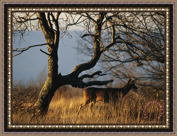 Raymond Gehman A White Tailed Deer Standing Near a Bare Tree Framed Painting