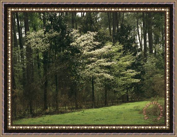 Raymond Gehman A Woodland View with Meadow And Blooming Trees in Spring Framed Painting