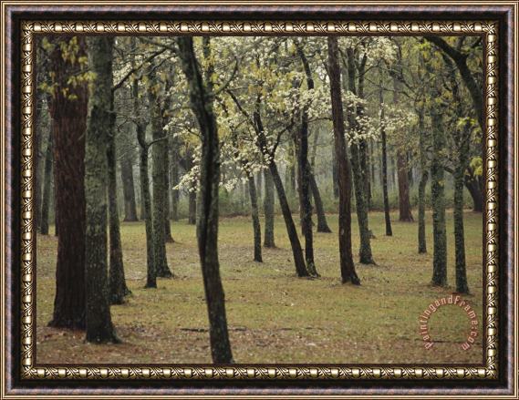 Raymond Gehman A Woodland View with New Spring Foliage And Blooming Trees Framed Painting