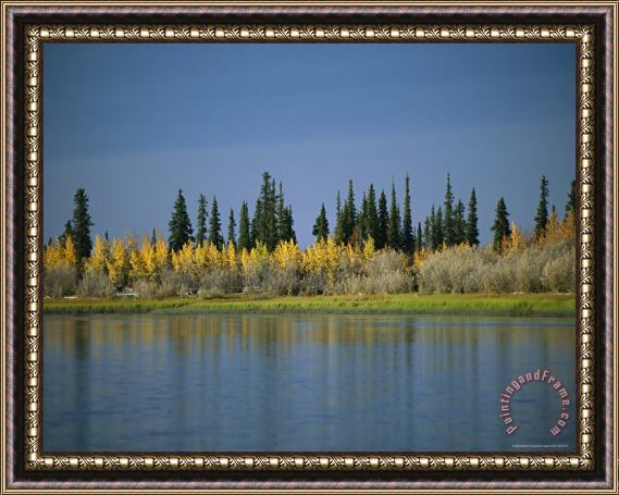Raymond Gehman Afternoon Sunlight Highlights The Autumn Colors of Birch Trees Framed Print