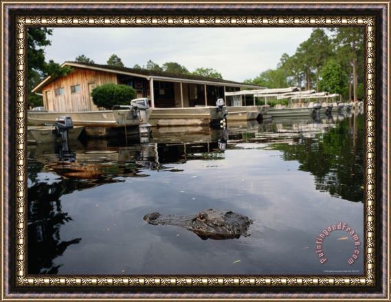 Raymond Gehman American Alligator Near Docked Outboard Motorboats Framed Painting