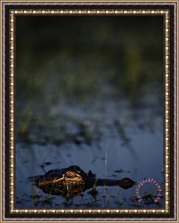 Raymond Gehman American Alligator Framed Painting