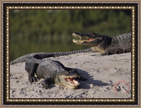 Raymond Gehman American Alligators in a Breeding Pond Framed Painting