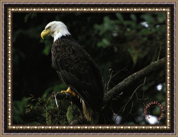 Raymond Gehman American Bald Eagle Framed Painting